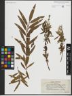 Foto von Salix purpurea L. x Salix viminalis L.